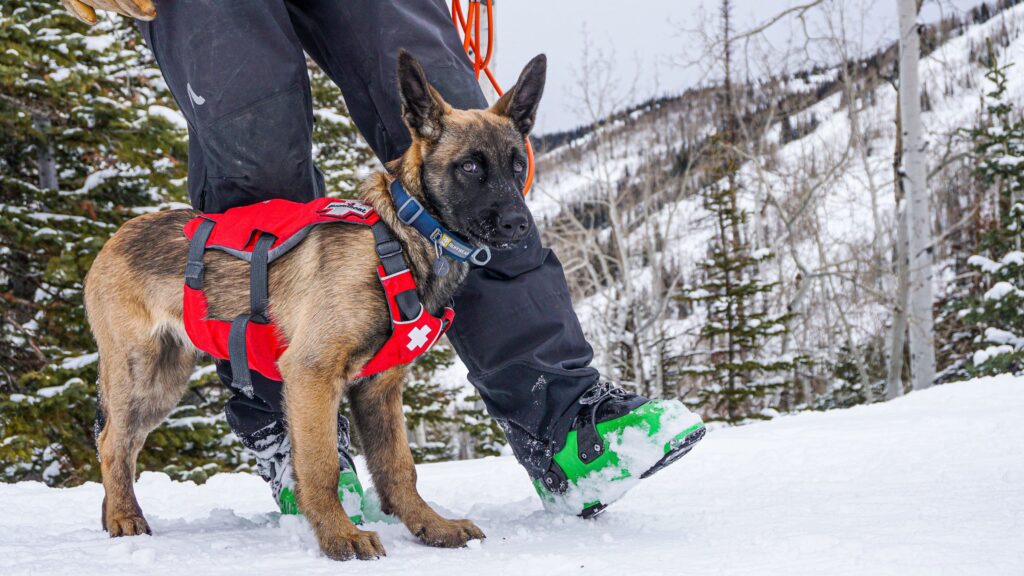 avalanche rescue dog with his vest on. very cute