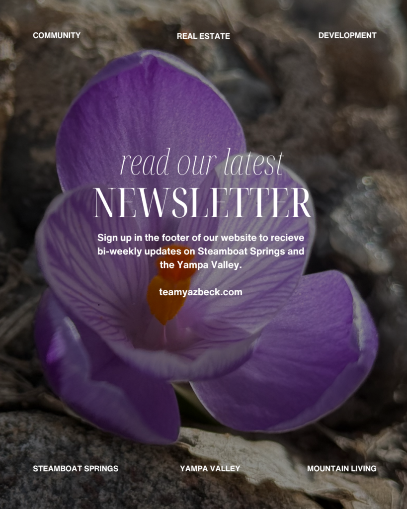 purple flower blooming in spring