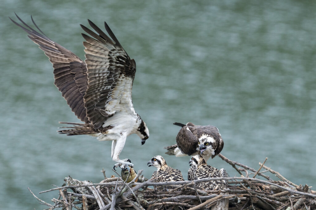 A mother osprey bringing food to the babies in the nest