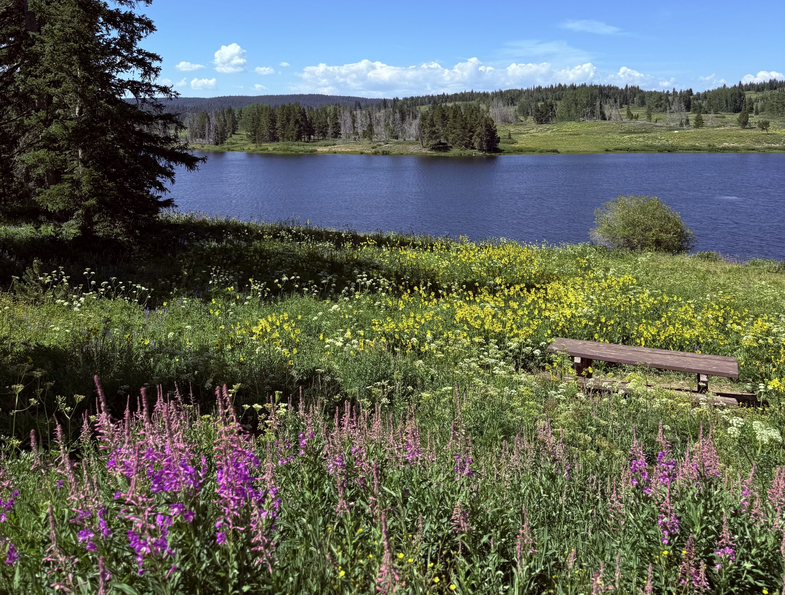 dumont lake with wild flowers
