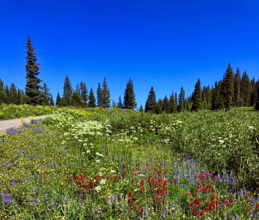 wild flowers on trail