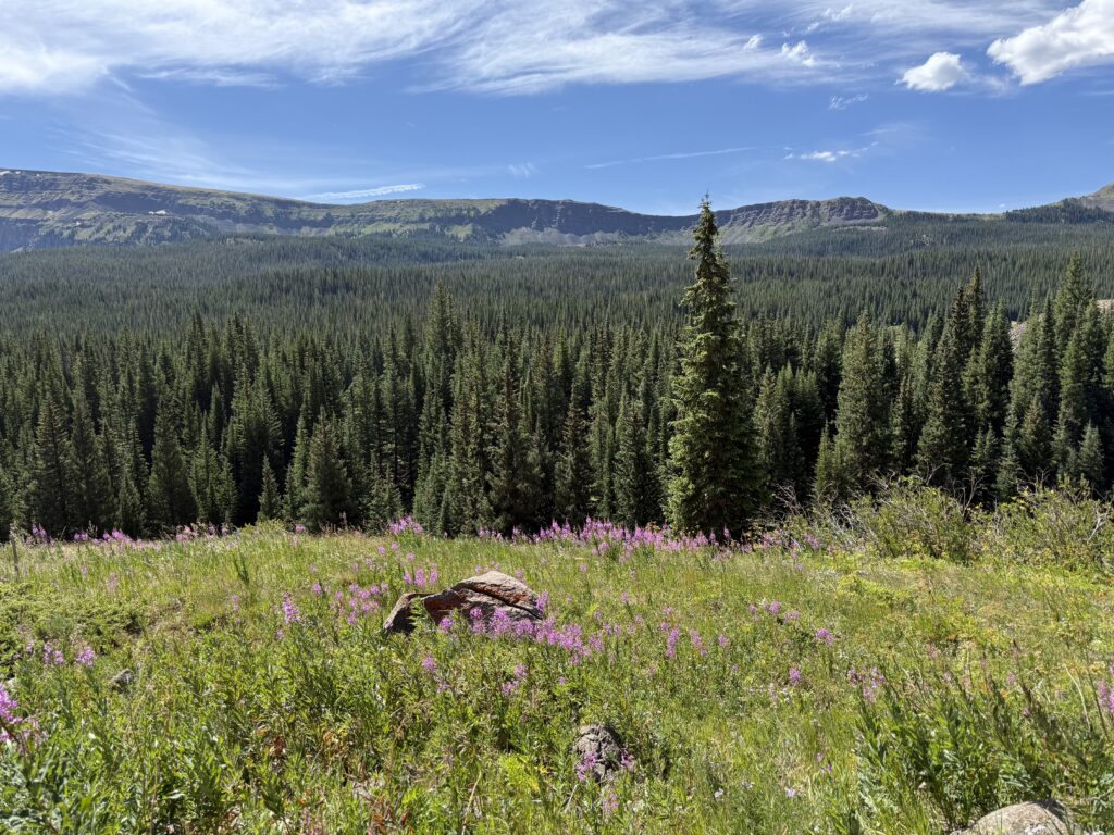 flat tops wild flowers